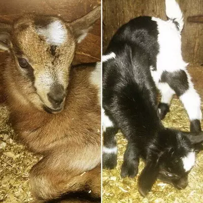 Nos-petits-nouveaux