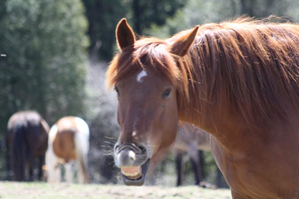 Randonnées a Cheval : L’Appel Irrésistible de l’Aventure Équestre